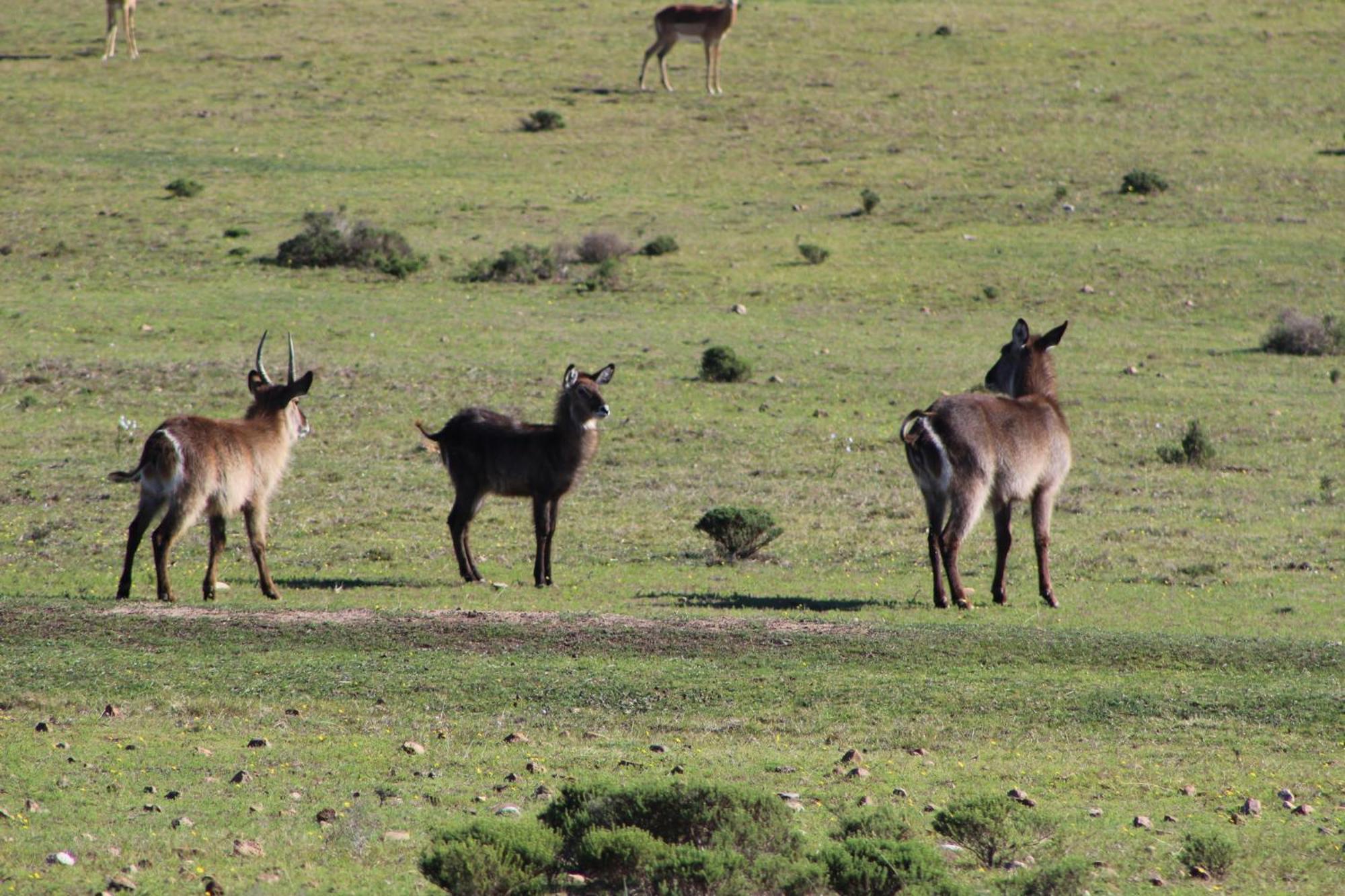Hartenbos Private Game Lodge 外观 照片
