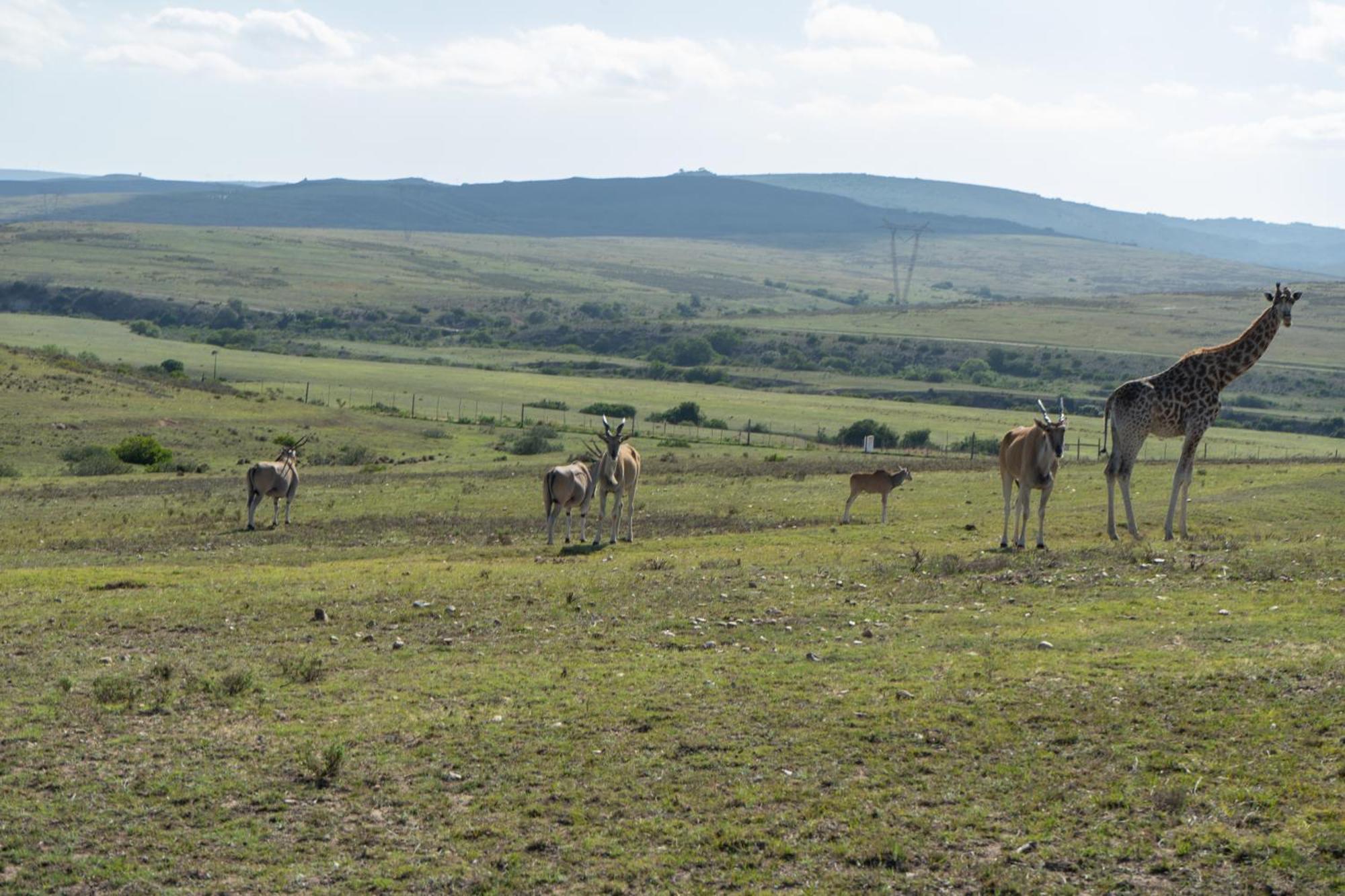 Hartenbos Private Game Lodge 外观 照片