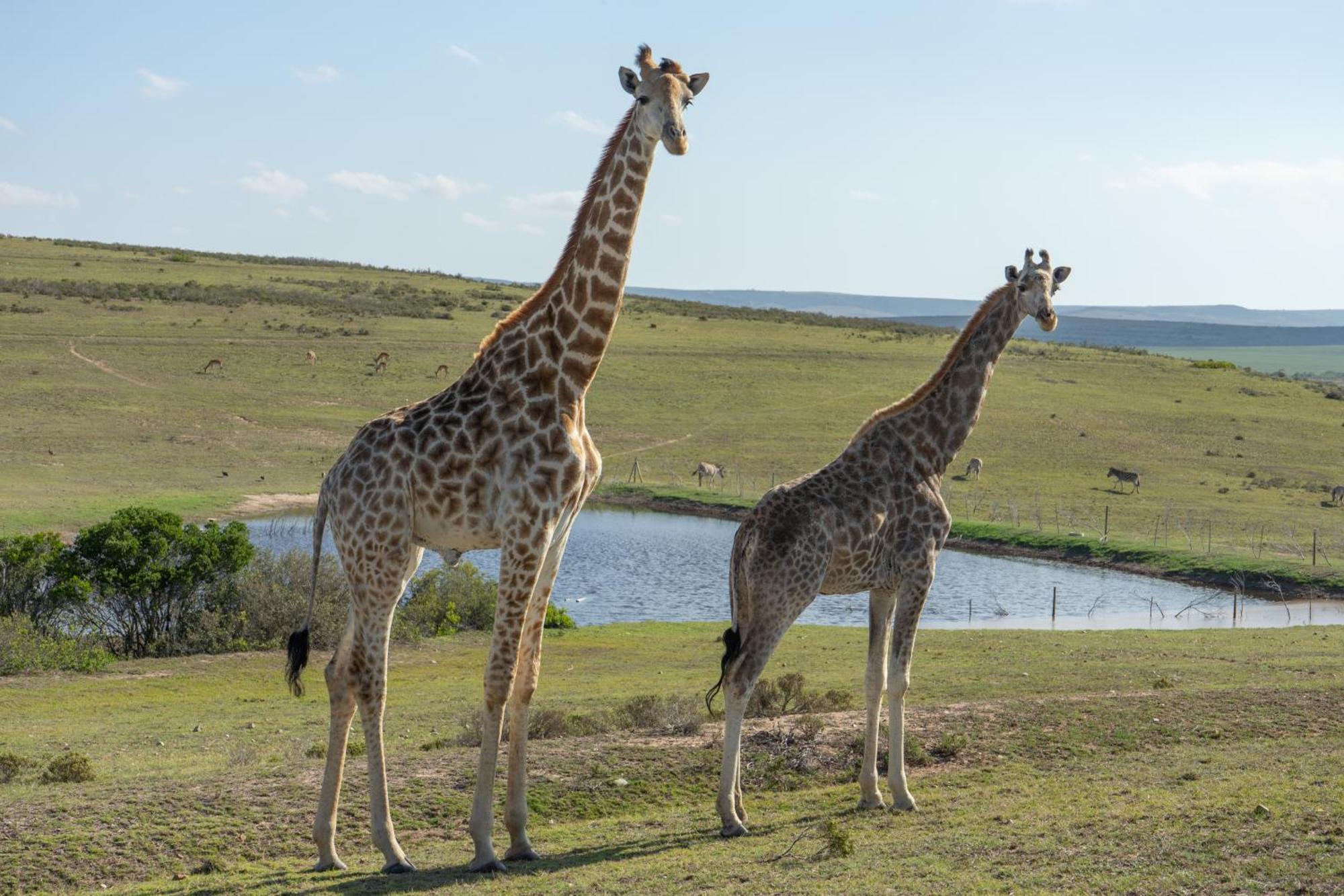 Hartenbos Private Game Lodge 外观 照片