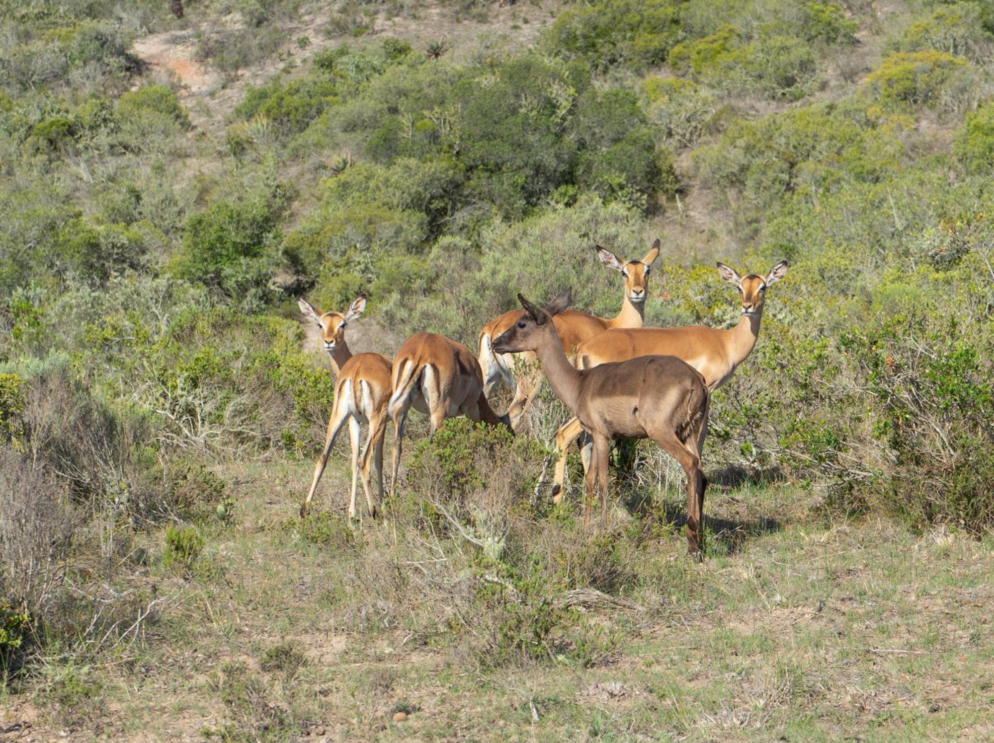 Hartenbos Private Game Lodge 外观 照片