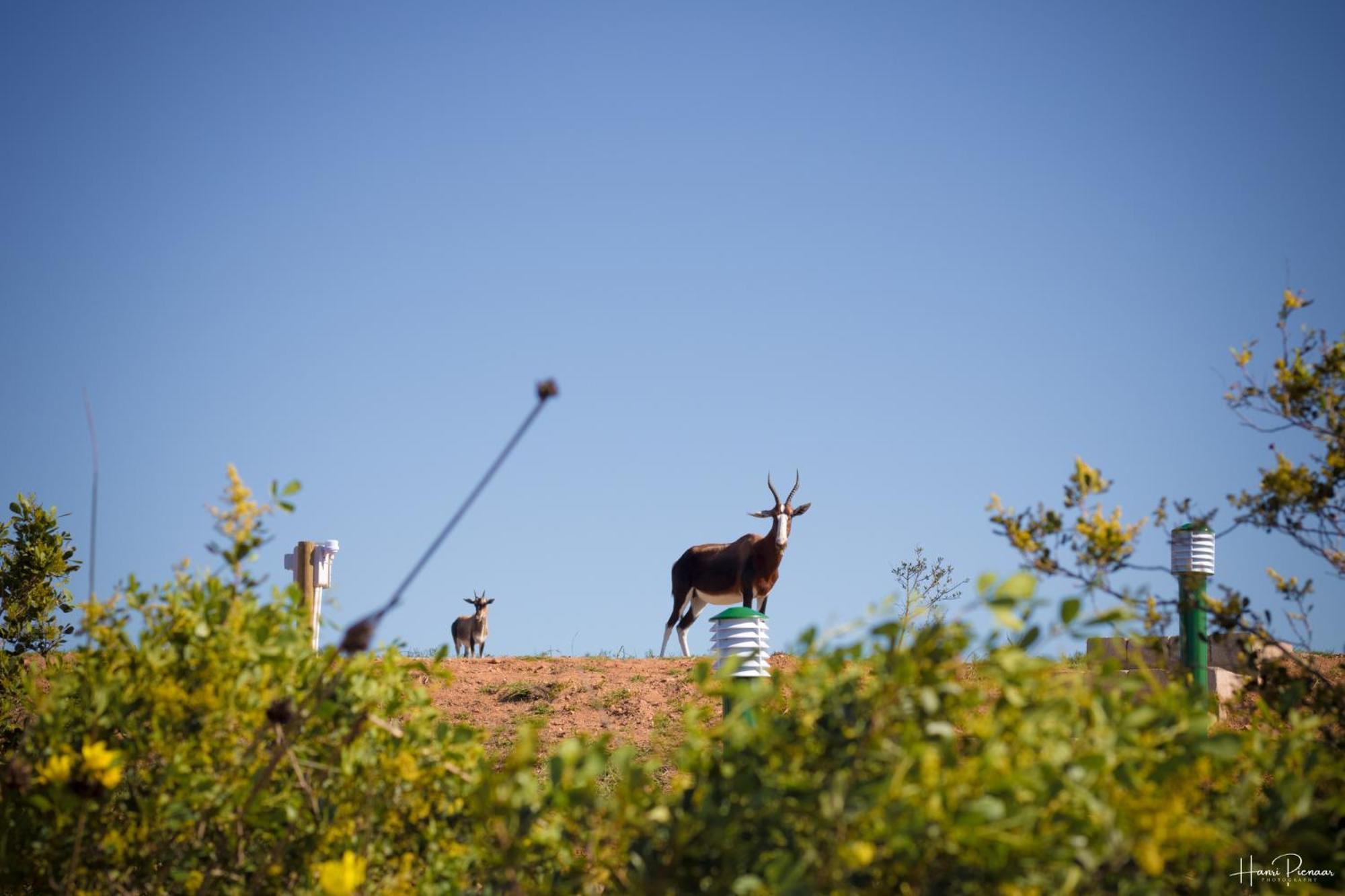 Hartenbos Private Game Lodge 外观 照片