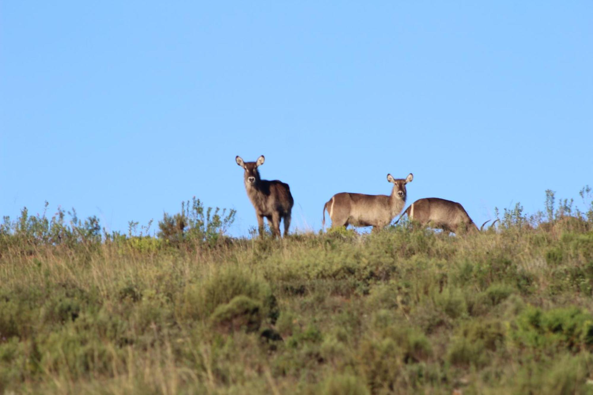 Hartenbos Private Game Lodge 外观 照片