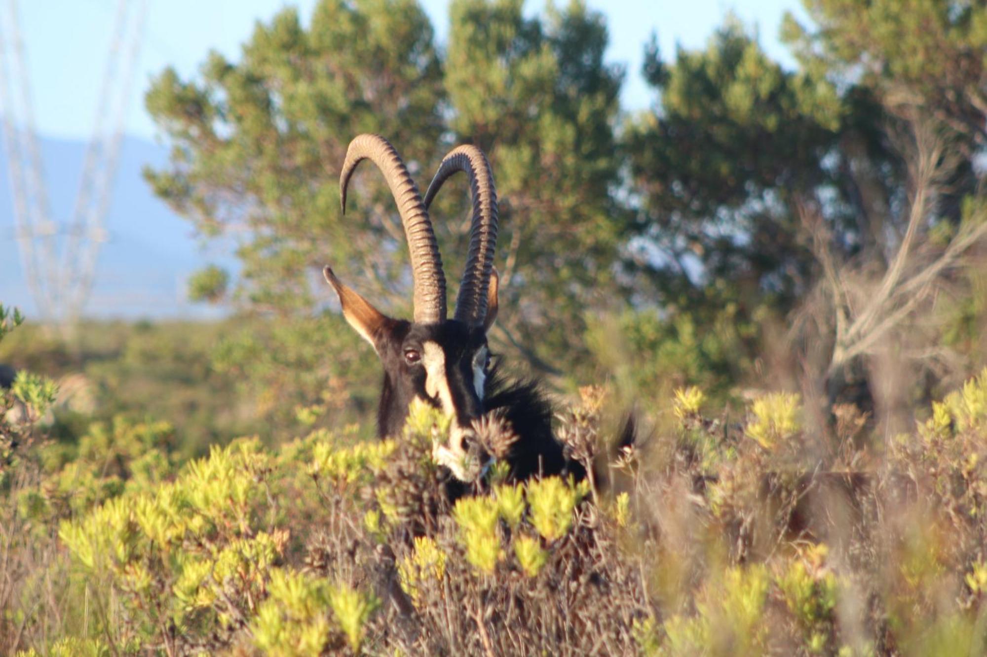 Hartenbos Private Game Lodge 外观 照片