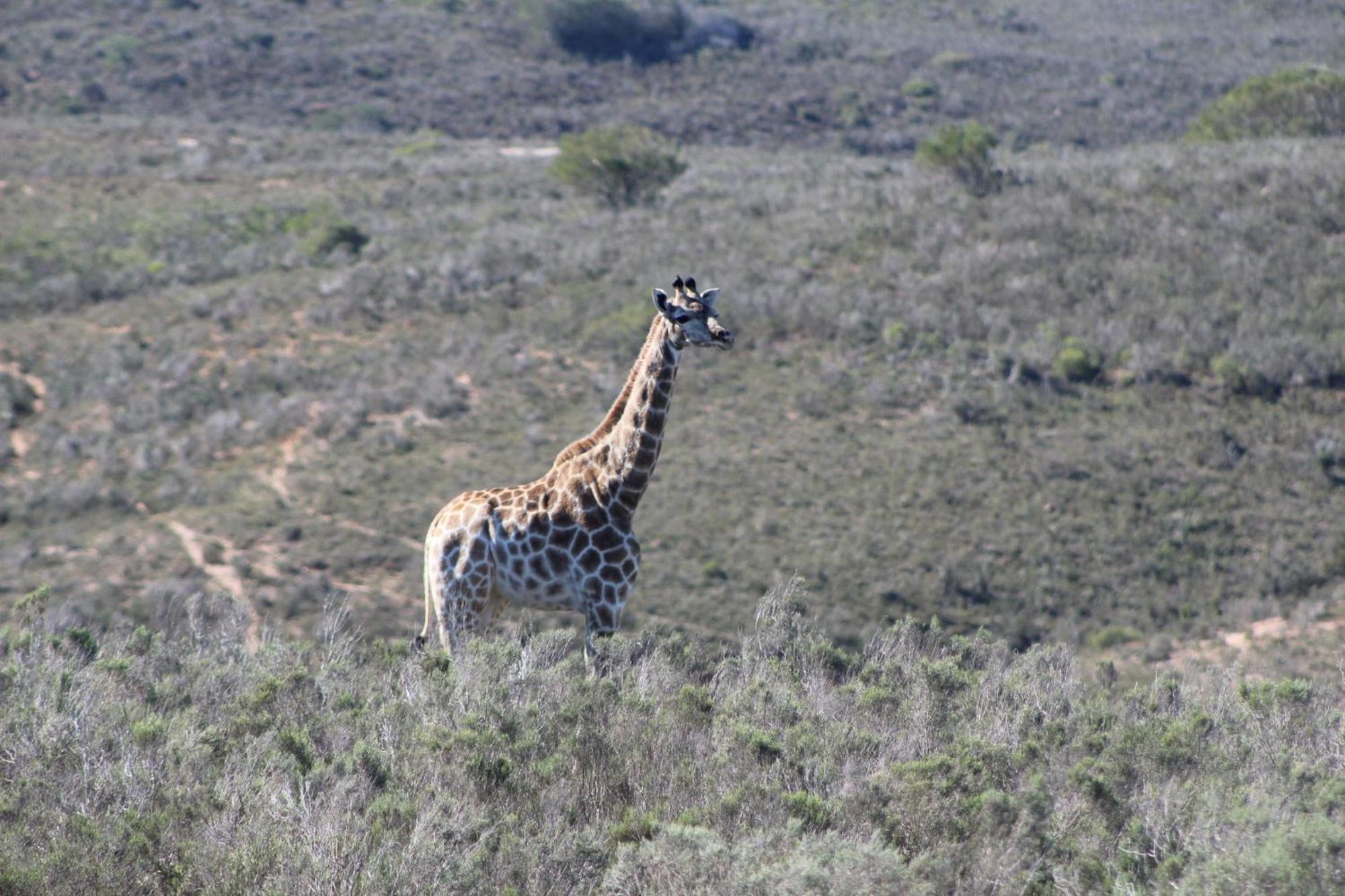 Hartenbos Private Game Lodge 外观 照片